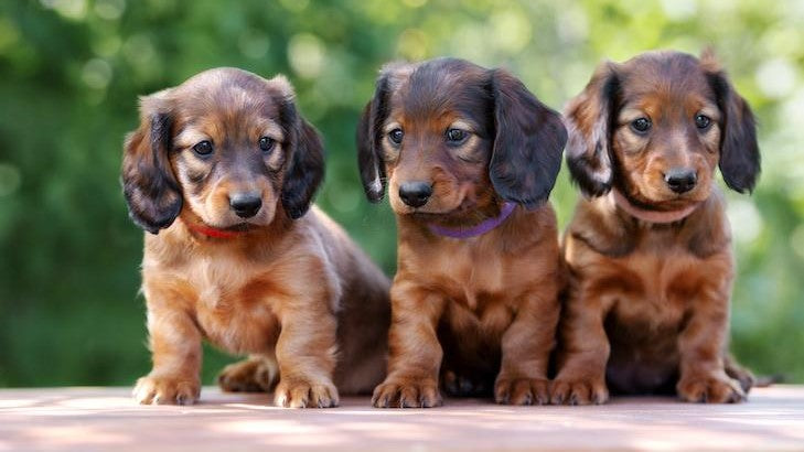 2020年最も人気のある犬種ランキング