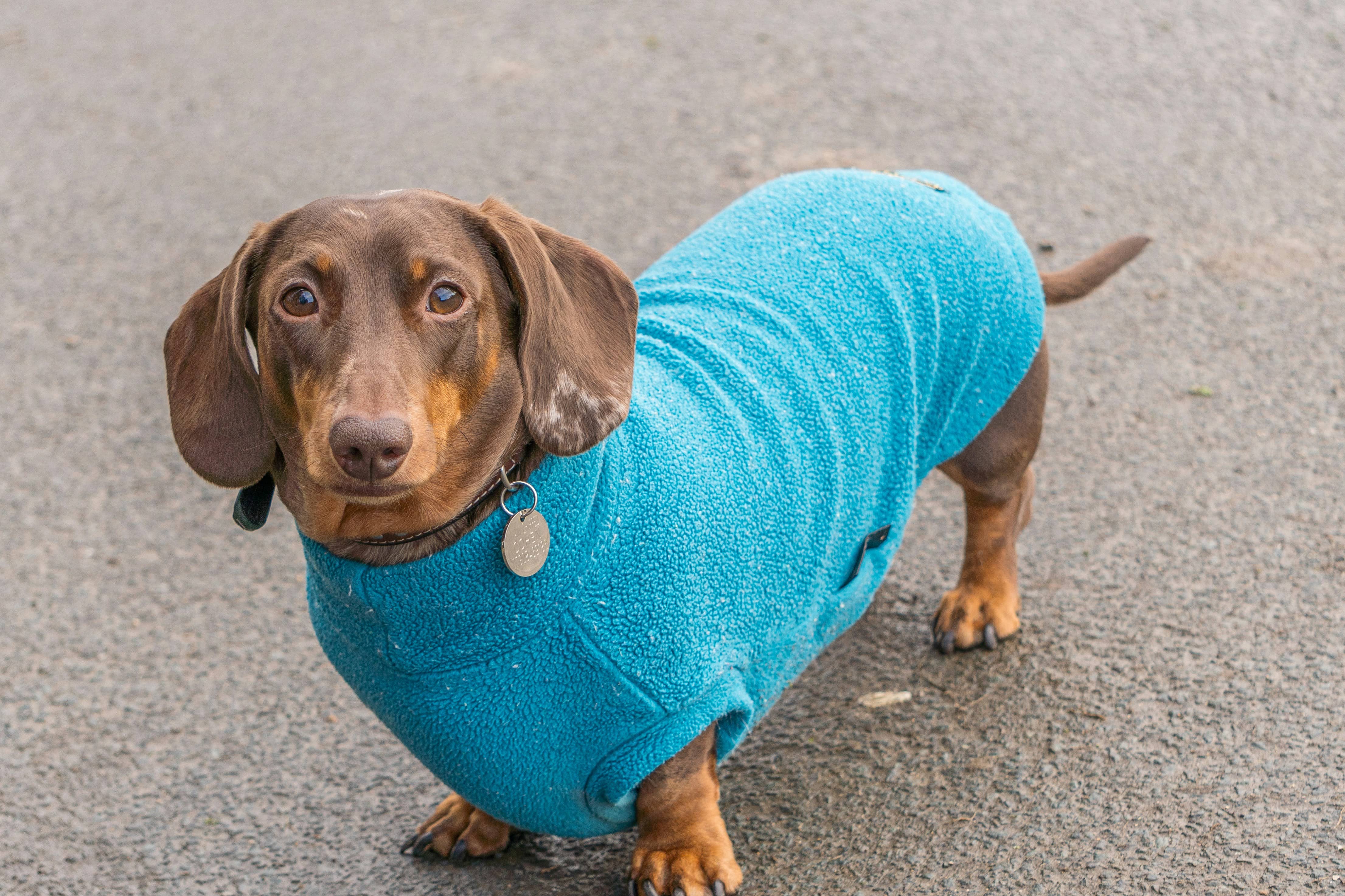 犬に服は必要?犬種と天候別に見るベストガイド