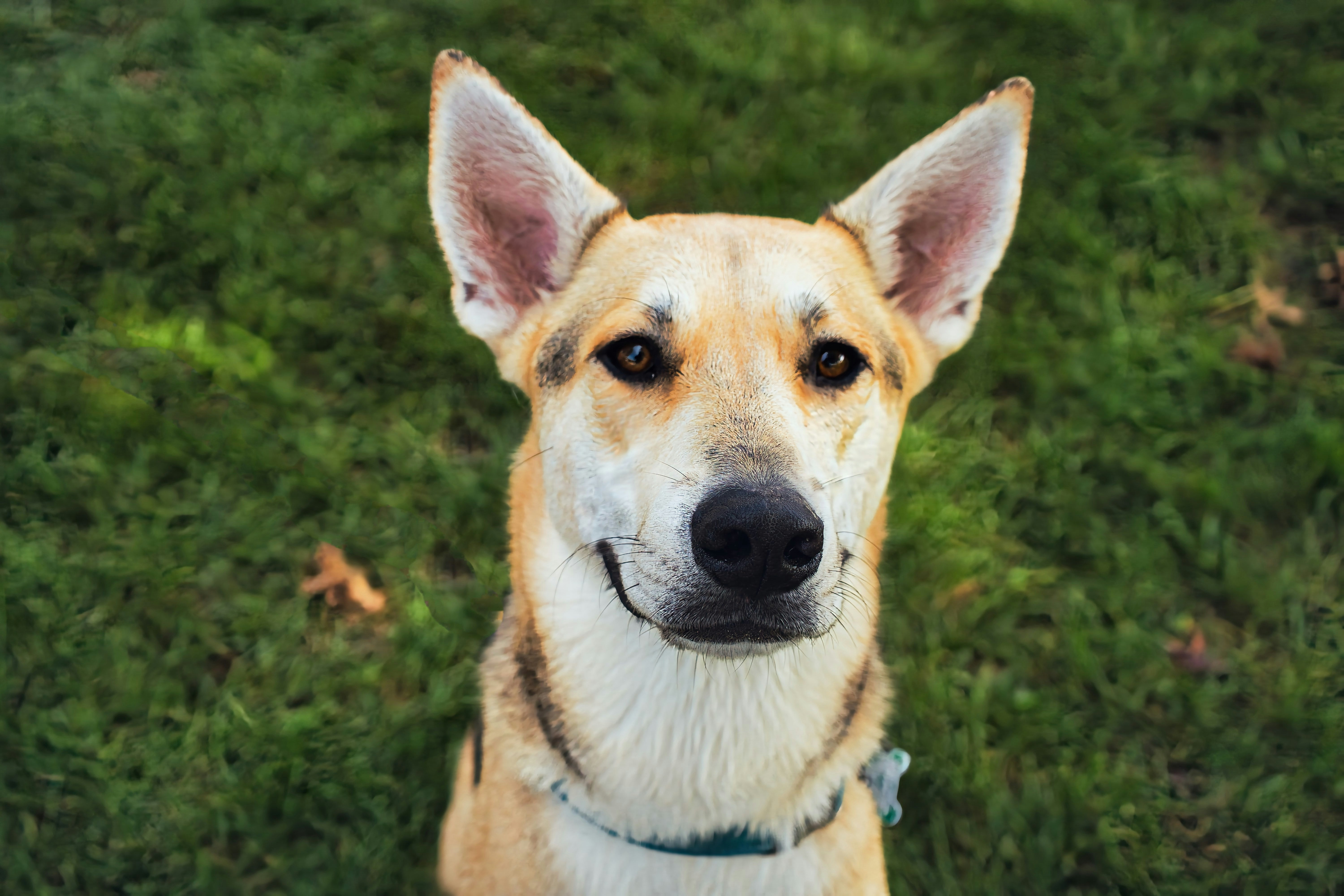 犬の春夏快適ケアガイド:愛犬を春夏に快適に保つ方法