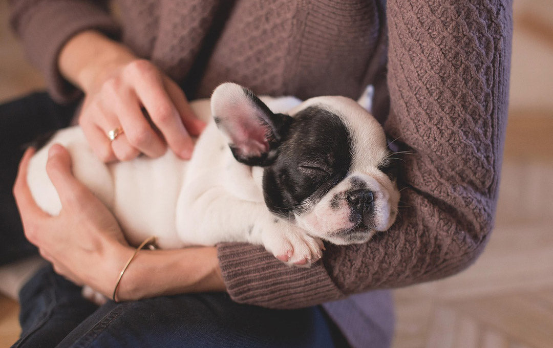 🐶 新しい犬との最初の24時間:迎える準備と過ごし方