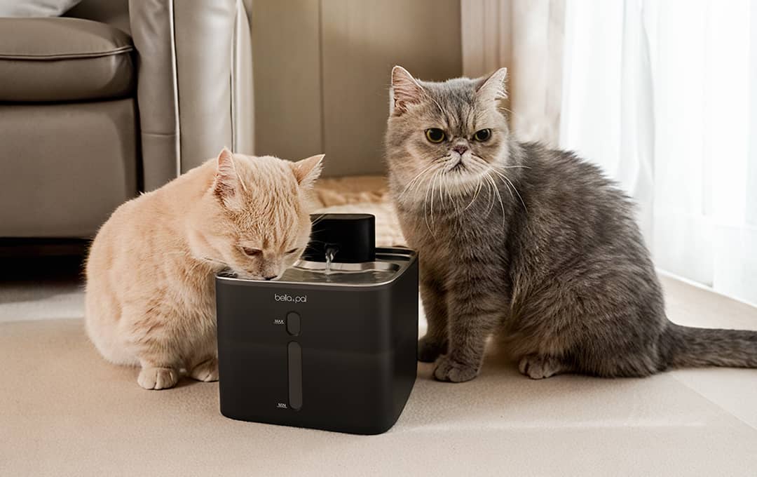 猫に水飲み場を慣れさせる方法:水分補給を楽しく簡単に