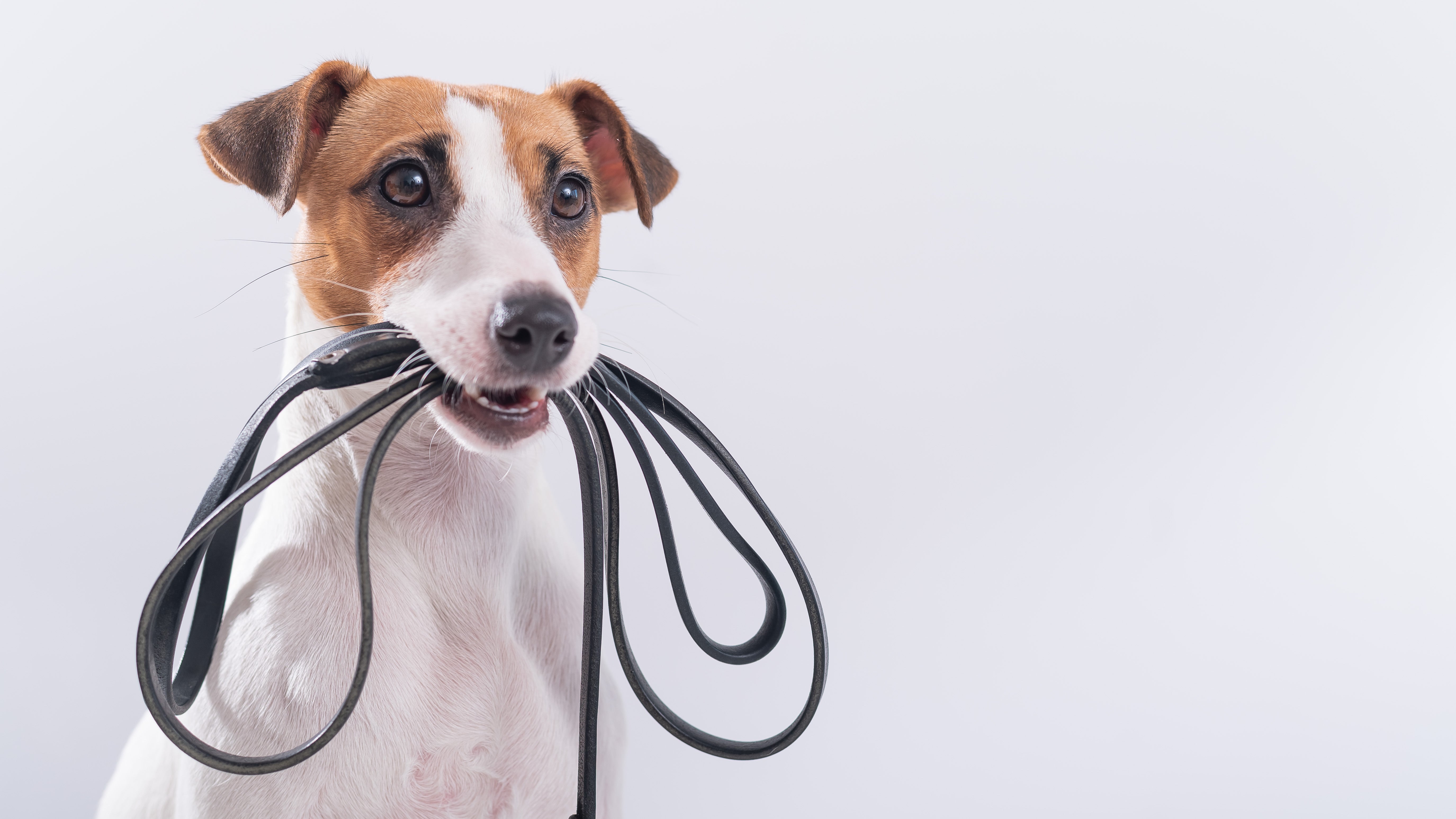 普段使いに人気の犬用リード5種類