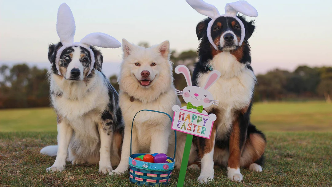 5 件最好的狗復活節禮物來寵愛你的小狗