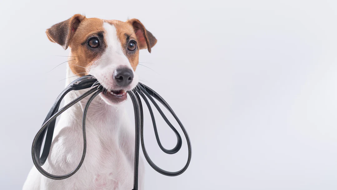 5 Popular Types of Dog Leashes for Daily Use