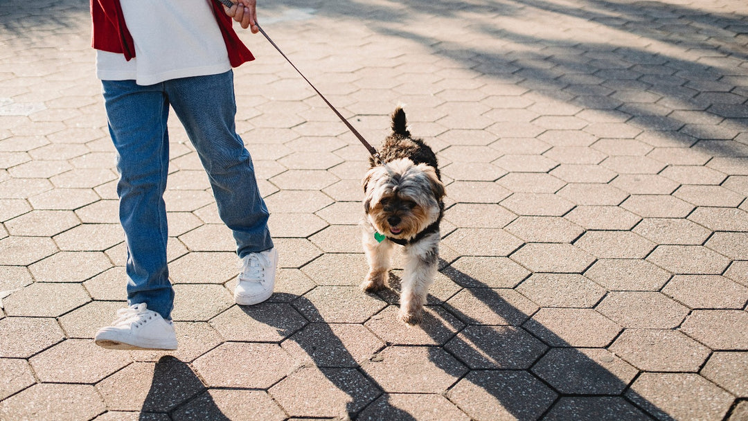 您需要為您的狗拴上皮帶的 5 個原因