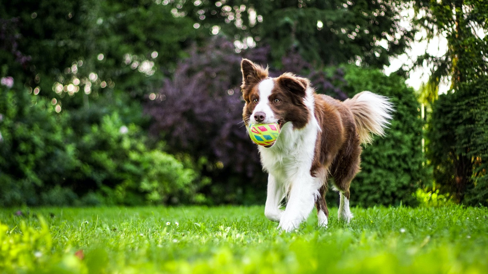 How To Train Your Pet?