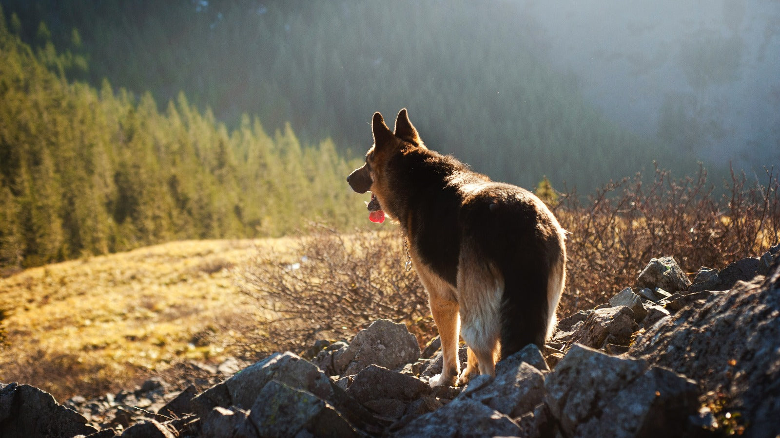 與你的狗狗一同探索大自然-熱門行山路徑推薦