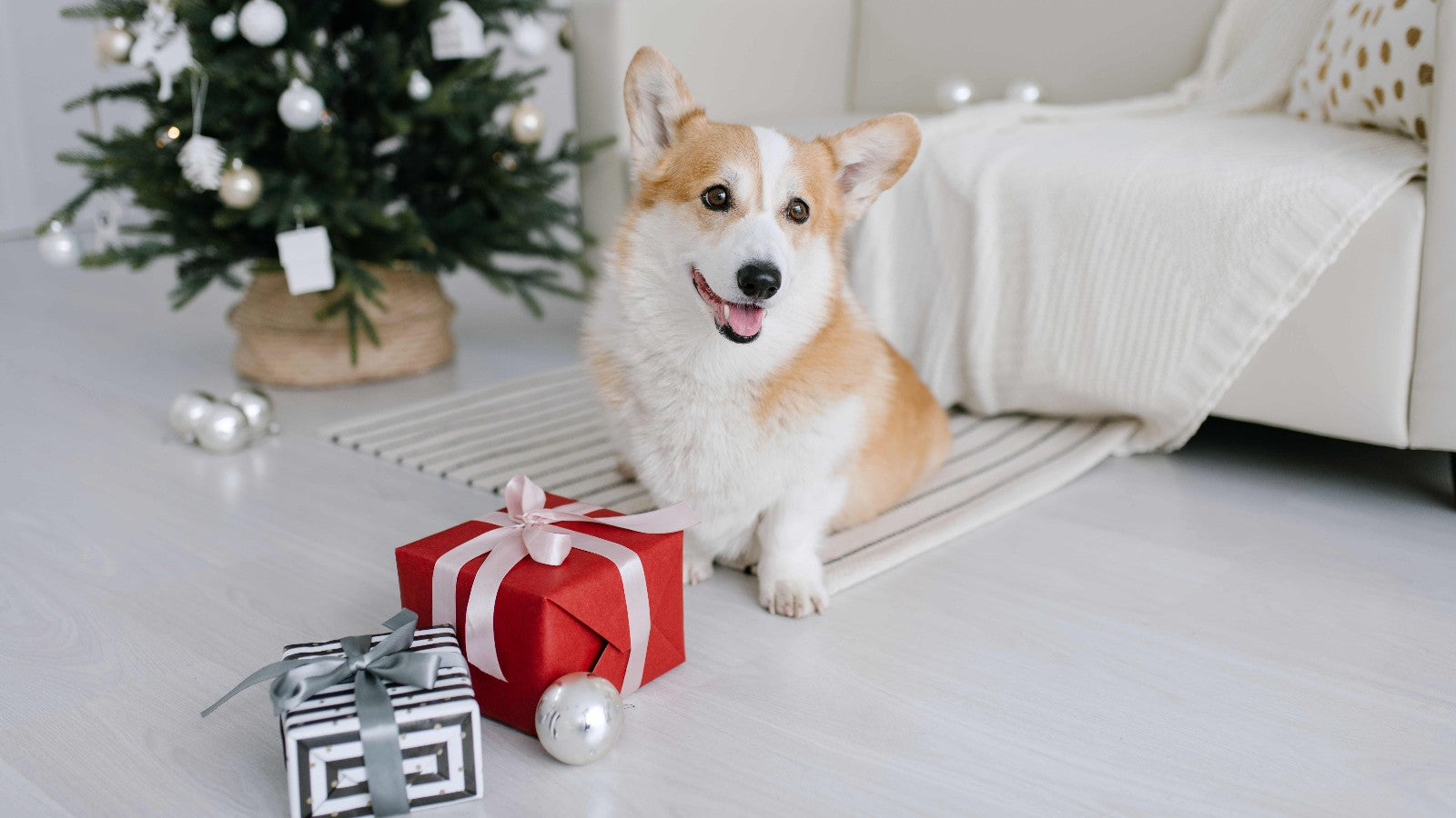 Best 5 Dog Gifts To Celebrate National Dog Week