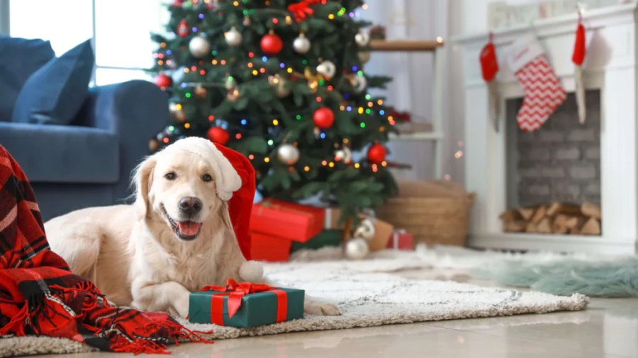 Christmas Gift Ideas for Your Furry Friend