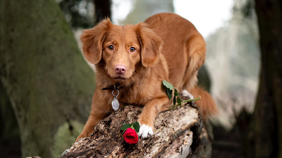Fantastic Ideas To Spend Valentine's Day With Your Dogs