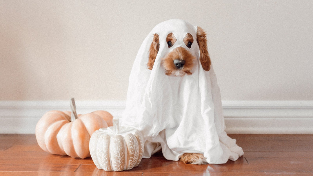 Halloween Stress-free Guidelines for Dogs