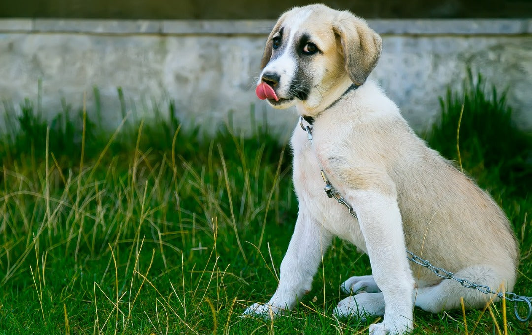 How to Read Dog Body Language: What Your Pup is Really Trying to Say