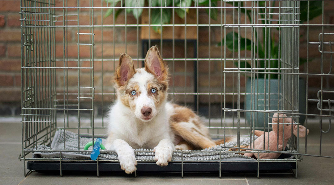 Step-by-Step Crate Training Guide for Puppies & Rescue Dogs