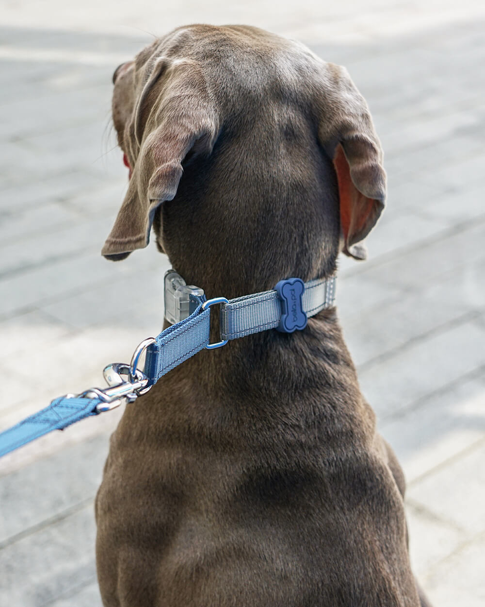 A Weimaraner dog wearing the Bella & Pal Controla Swift Dog Collar. This martingale collar tightens when the dog pulls and loosens when relaxed, offering adjustable control. Available in two colors: Blue Steel and Lilac Whisper.