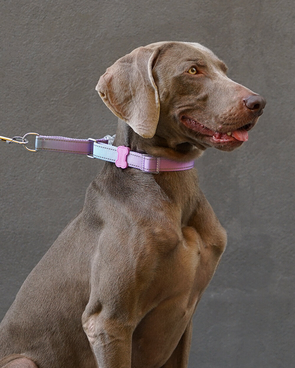 Weimaraner dog wearing a Bella & Pal Controla Swift Martingale collar in Lilac Whisper. Greyhound collar designed for safety and control with a stylish pastel purple color. Perfect for large dog breeds needing gentle guidance