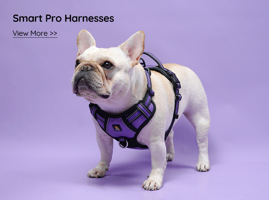 Premium Dog Harnesses Collars Leashes More BELLA PAL BELLA PAL Official Website