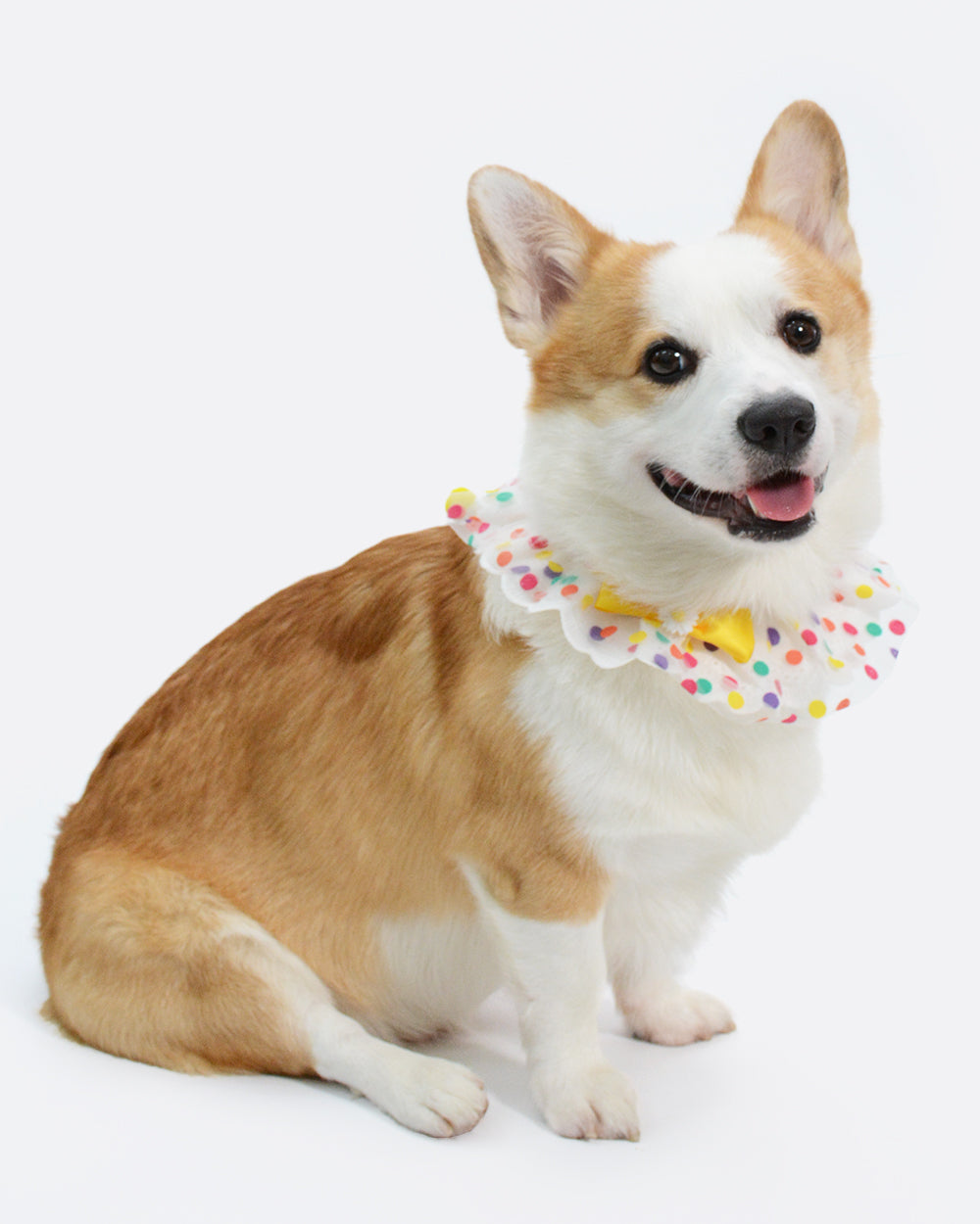 A cute dog bandana with lace for Corgis, suitable for most dogs, available size in XS, S, M, L, XL