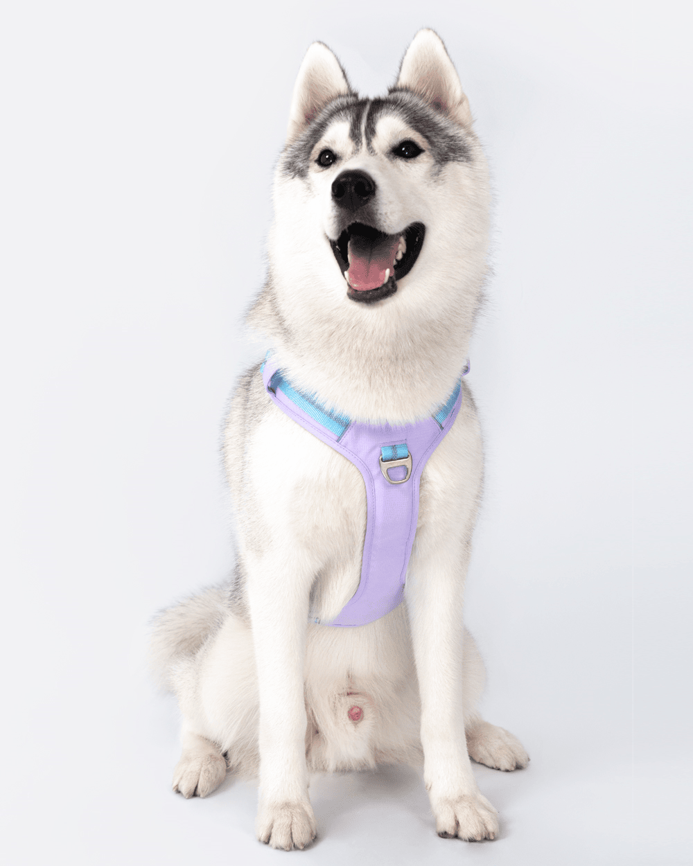 Motion Pro 引っ張らない犬用ハーネス - ラベンダーブルー