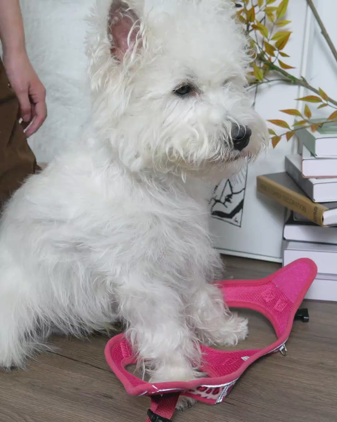 OxyMesh 透氣胸背帶連牽繩套裝 - 幻粉豹紋